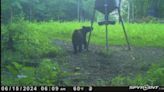 Kentucky Fish and Wildlife explains increase in recent black bear sightings