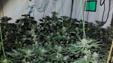 Huntingdon man used online tutorials to grow cannabis farm