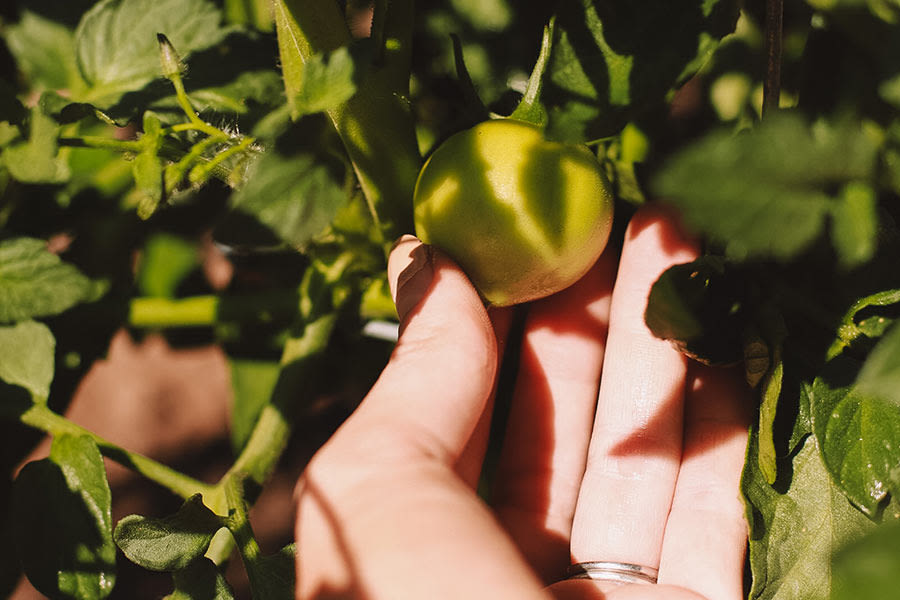 Franklin County community to get its own farmers market this year - East Idaho News