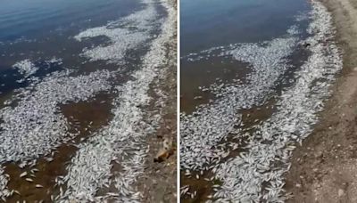 California lake closed to visitors after fish die. Cause still a mystery