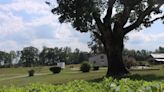 Protecting an ‘endangered species.’ Black-owned farm in NC vows to keep its land, legacy