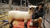 “Estar en el podio”: hicieron un viaje de más de 15 horas para llegar con una oveja a la Argentina y cuentan por qué lo hicieron