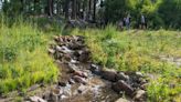 Forest Service begins restoration activities at Burke Creek