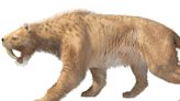 Hallaron en pleno Necochea el cráneo de un animal que vivió hace 10.000 años: creen que era un tigre diente de sable