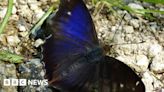 'Iconic' purple emperor butterfly seen in Derbyshire for first time