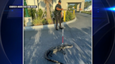 Alligator relocated after being spotted at North Port Starbucks’ drive-thru - WSVN 7News | Miami News, Weather, Sports | Fort Lauderdale