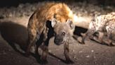 Tigray, la región etíope en guerra donde las hienas se comen los cadáveres humanos