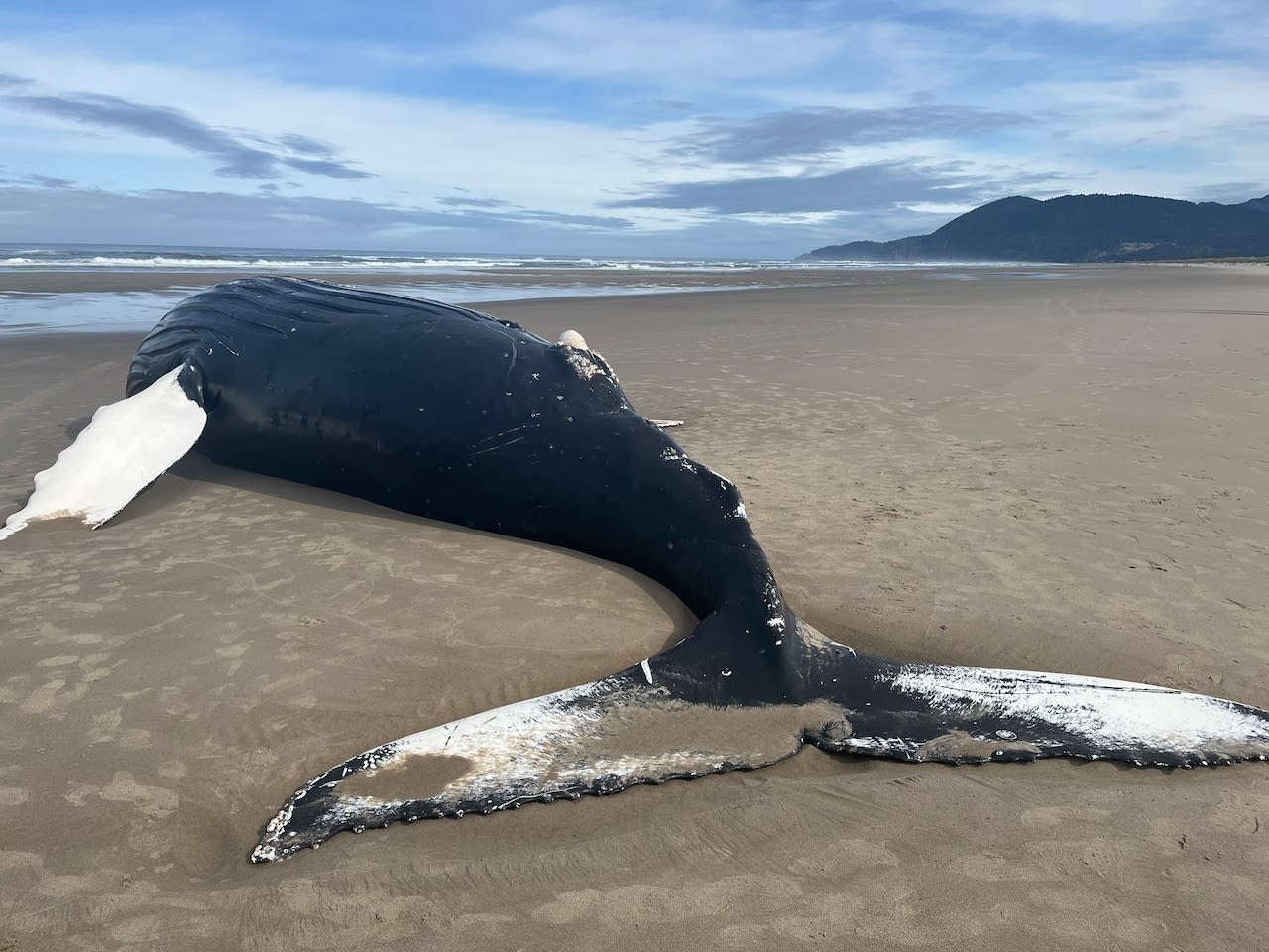 Dead humpback whale washes ashore near Manzanita, prompting warnings