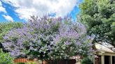 Vitex is in bloom across North Texas. Here’s what to know about the blue-flowering plant