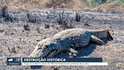 Estudo mostra que 1 a cada 4 hectares de terra pegou fogo no Brasil nos últimos 40 anos