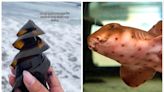 TikToker finds alien-looking shark egg with a tiny, moving embryo inside at the beach
