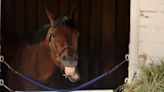 'Just a knockout:' Owners of Practical Move took huge chance for Kentucky Derby payoff