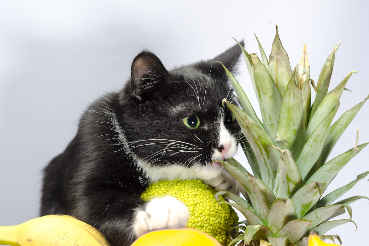 Rescue Kitten Taste Testing Tropical Fruit Is Total Cuteness Overload