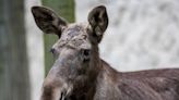 Mom's Funny Attempt to Protect Dog From a Moose Goes Viral