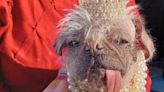 UK's ugliest dog becomes Hollywood star as she features in new film