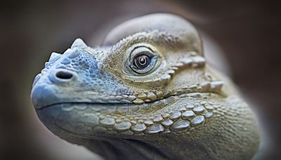 Scuba Diving Lizards Use Air Bubbles to Breathe Underwater