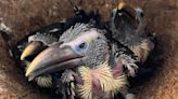 Toucan triplets hatched in historic first for vulnerable species