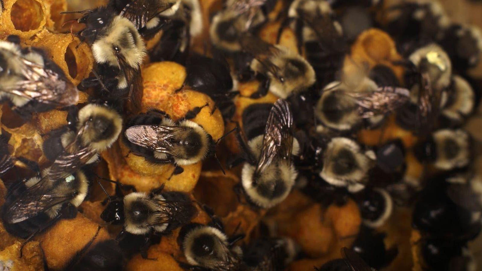 The Climate Crisis Is Cooking Baby Bumblebees In Their Nests