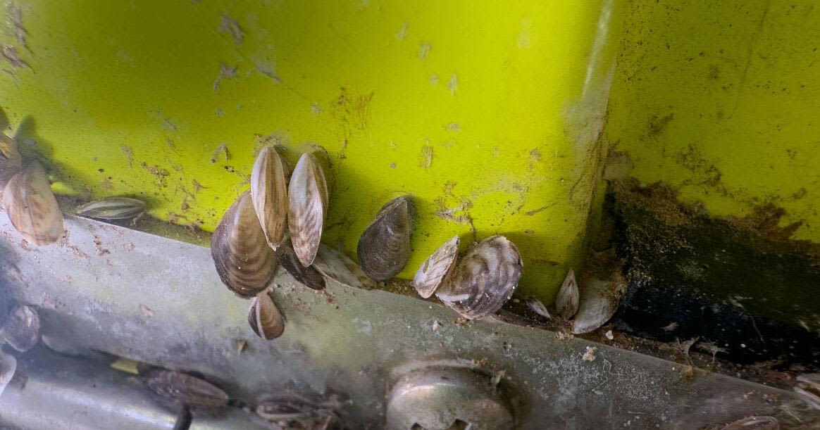 Roadside mussel inspection stations paying off