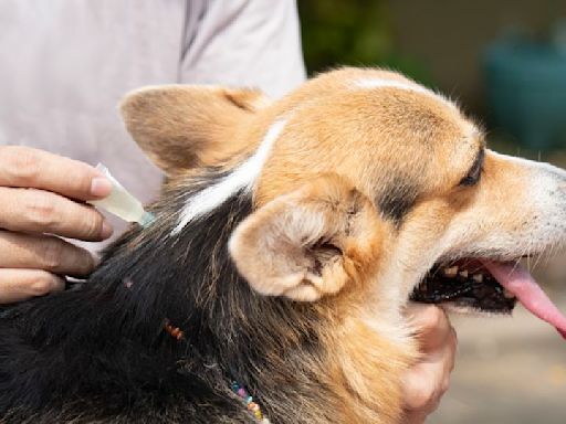 Toxic ‘forever chemicals’ found in pesticides used on food, in homes and on pets, study finds