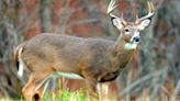 Game Commission updates public on CWD surveillance