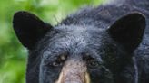 A bear lumbered into a man's backyard in North Carolina, and a camera caught the exact moment they noticed each other