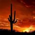 parc national de Saguaro