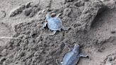 Hatchlings From Dauphin Island’s First-Ever Green Sea Turtle Nest Make History