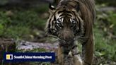 1 dead in suspected Indonesia tiger attack, hunt ongoing