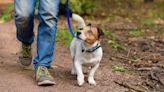 These 22 plants found in Colorado are toxic to dogs and cats