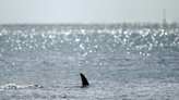 ‘Get out of the water!’ Watch the chaotic scene after shark shows up at Florida beach