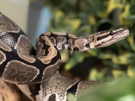 Bihar Man Bites Snake That Bit Him. Here's What Happened Next