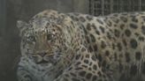 Un zoo de China pondrá a dieta a un leopardo obeso que causa furor entre los visitantes