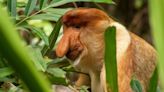 Scientists discover why this endangered monkey’s nose is so big