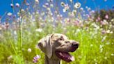 Pet of the week: Meet Achilles Weimaraner the dog with the mesmerizing gaze