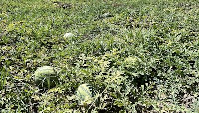 Roban 200 kilos de sandía en los campos de Lorca