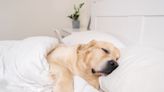 Dog Trainer Shares How Much Sleep Pups Really Need and It’s Eye-Opening