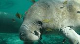 Cruising SC waterways this summer? Watch for sluggish manatees.