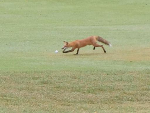 Wanted: Fox takes golf ball from Jefferson County sheriff's charity golf tournament