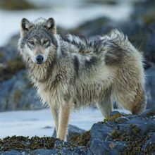 a wolf standing on some rocks in the snow