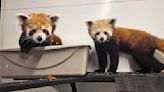 Lehigh Valley Zoo sets opening of red panda exhibit