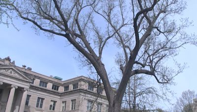 How Univ. of Iowa’s tree canopy helps the environment