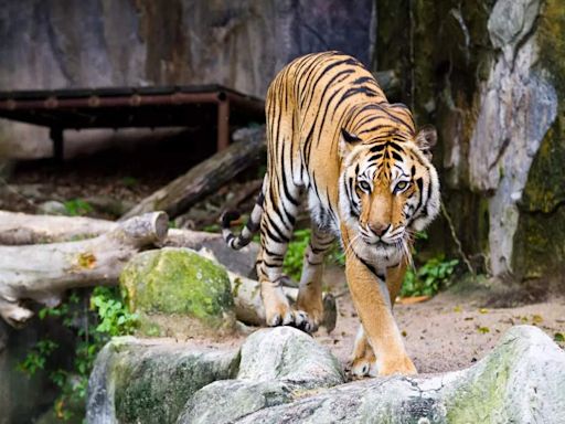 Tiger captured in Wayanad finds new home at Thiruvananthapuram Zoo, Kerala