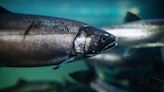 Canada makes assessment of tire chemical tied to salmon deaths a priority