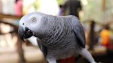 Parrot’s Funny Greeting for Her Brother Is Just Like a Human Teenager