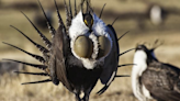 OPINION: Colorado, Western U.S. are at a crossroads for the fate of the greater sage grouse