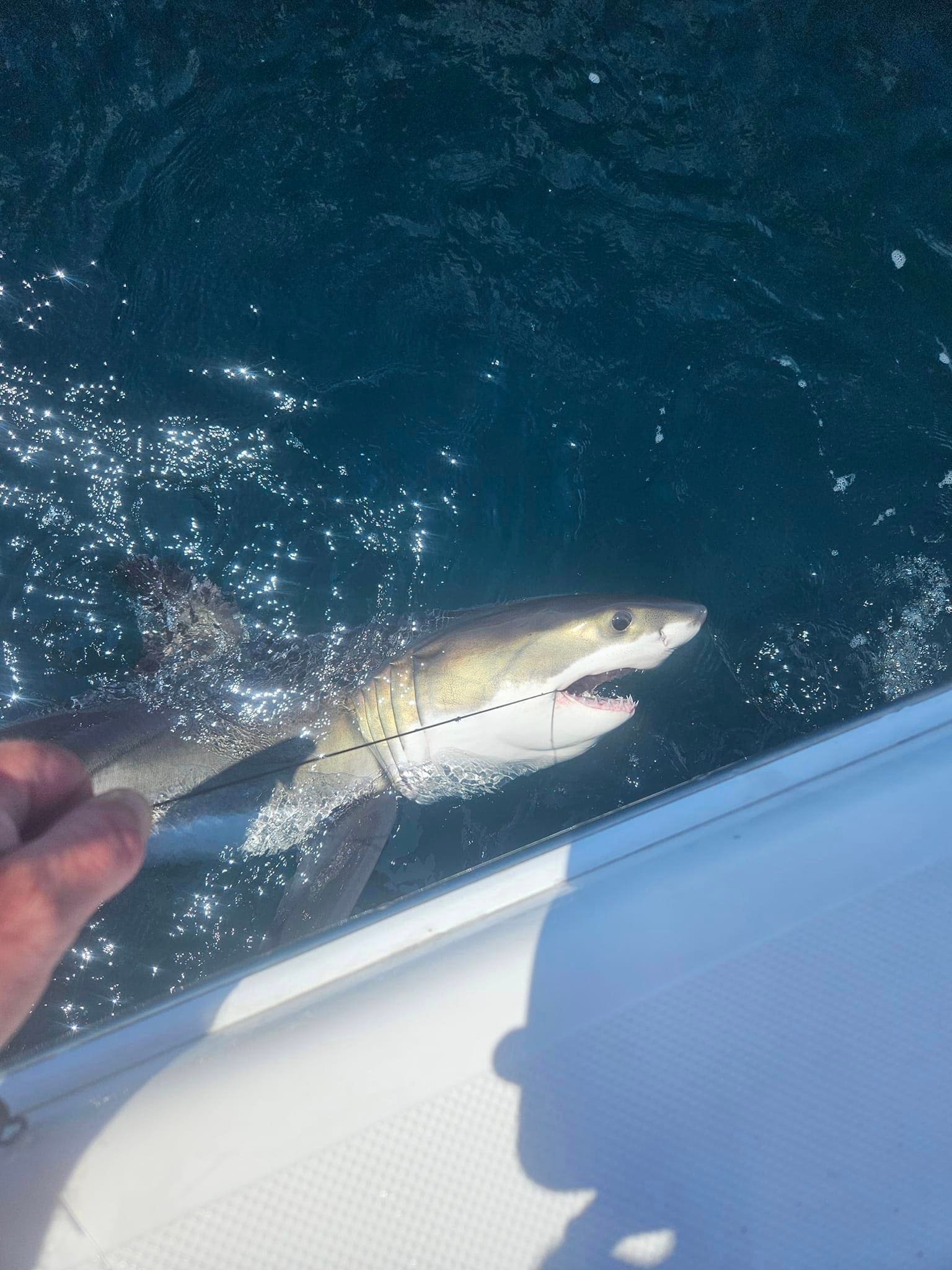 NJ fisherman faced great white shark all alone off Jersey Shore, recorded encounter