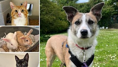 5 pets from RSPCA Brighton who are on the lookout for their forever homes