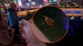 Rare bird found in Fountains of Bellagio on Las Vegas Strip safely relocated