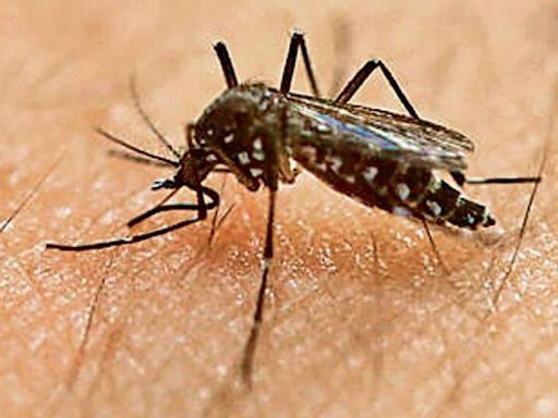 Zika virus detected in larvae samples from parts of Pune as cases rise | Today News